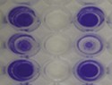 CytoSelect™ 48-Well Cell Adhesion Assay, ECM Array