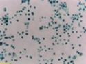293LTV Cell Line