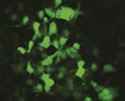 ViraDuctin™ Lentivirus Transduction Kit