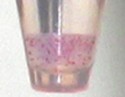 Raf-1 RBD Agarose Beads 
