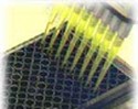 96-Well ROCK Activity Assay Kit 