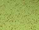 QuickTiter™ Adenovirus Titer Immunoassay Kit