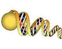OxiSelect™ DNA Double-Strand Break (DSB) Staining Kit