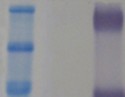 PhosphoBLOCKER™ Blocking Reagent