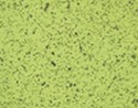 CytoSelect™ 24-Well Cell Migration and Invasion Assay Combo Kit, 8 µm