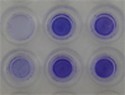 CytoSelect™ 24-Well Cell Haptotaxis Assay, Collagen I