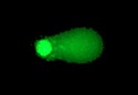 OxiSelect™ Comet Assay Kit (3-Well Slides)