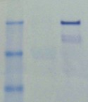 OxiSelect™ Nitrotyrosine Protein Immunoblot Kit