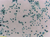 293AD Cell Line