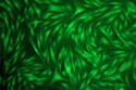 CytoSelect™ Cell Viability and Cytotoxicity Assay