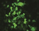 OxiSelect™ Intracellular ROS Assay Kit (Green Fluorescence)