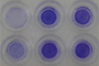 24-Well Haptotaxis Assays, Collagen I