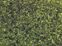 CytoSelect™ 24-Well Cell Invasion Assay, Basement Membrane