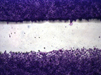CytoSelect™ 24-Well Wound Healing Assay