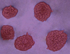 CytoSelect™ 384-Well Cell Transformation Assay