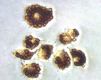 CytoSelect™ 96-Well Phagocytosis Assay, Red Blood Cell Substrate