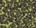 CytoSelect™ 24-Well Cell Migration Assay, 12 µm