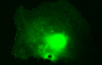 Recombinant GFP