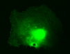 pLenti-GFP Lentiviral Control Vector