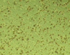 Rapid RCA Assay Kit