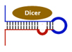 pMXs-miR-GFP/Puro Retroviral Expression Vector