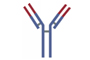 FLAG Tag Monoclonal Antibody, Clone FG4R