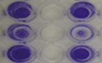 48-Well ECM Cell Adhesion Assays