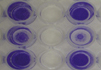 Fibronectin Cell Adhesion Assays