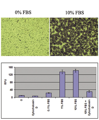 CBA-100%20Fig%202.jpg