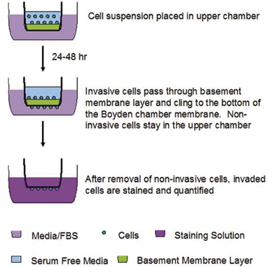 CBA-110%20Fig%201.jpg