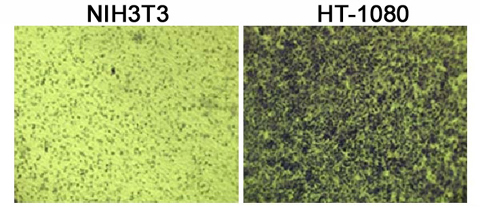 CBA-110%20Fig%202.jpg