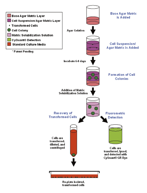 96-Well Cell Transformation Assays, Soft Agar with Cell Recovery