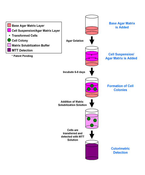 CBA-150%20Fig%201.jpg