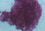 Alkaline Phosphatase Activity Assays, ICC Staining