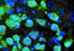 Feeder Cells