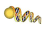 Poly (ADP-Ribose) ELISA 