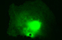 GFP Quantitation Kit, Fluorometric