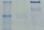 Nuclear/Cytosolic Fractionation Kits