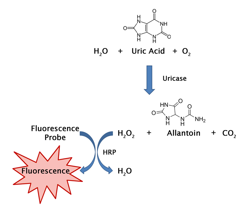 Uric Acid Test  Uric Acid Test Procedure 