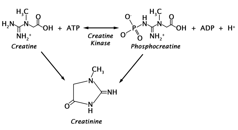Креатинин д. Creatinine. Креатин в фосфокреатин. Creatine kinase Reaction. Креатинин картинки.