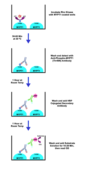 STA-416%20Fig%201.jpg