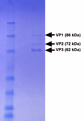 VPK-140%20Fig%202.jpg