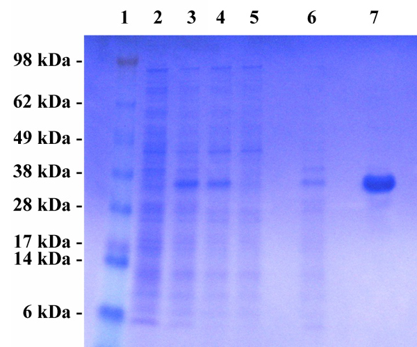 VPK-156%20Fig%202.jpg