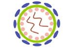 RAPAd Adenovirus Expression System