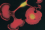 Rho Kinase (ROCK) Activity Assay, 96-Well