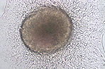 cat-stem-cell-research_10.jpg