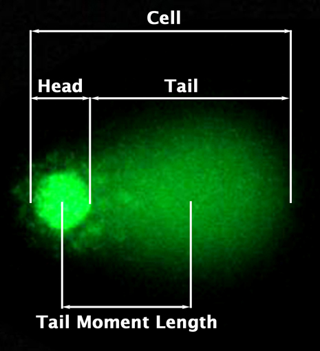 Comet Assay