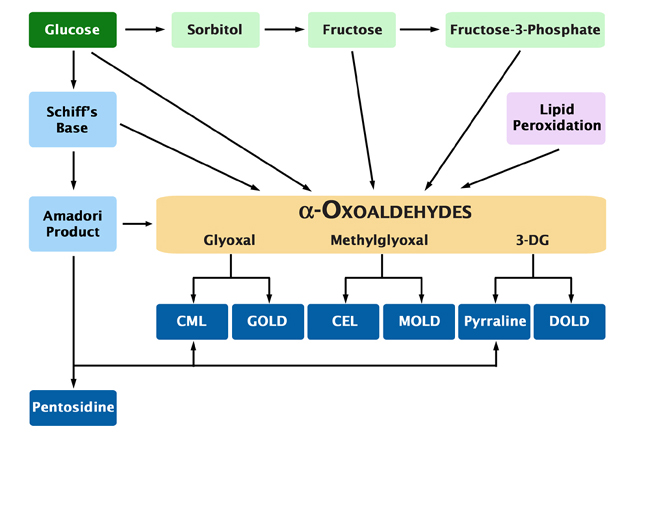 Advanced Glycation End Products